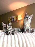Super Elegant Maine Coon Kittens " vrouwtjes", Poes, Gechipt, 0 tot 2 jaar