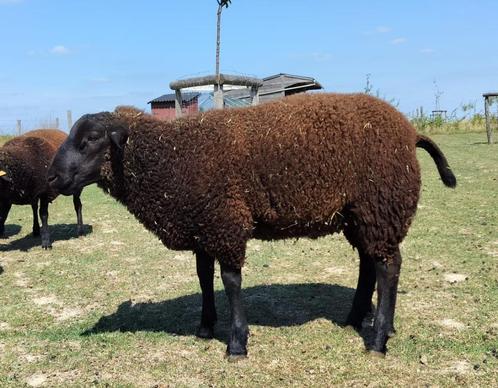 lammeren, Dieren en Toebehoren, Schapen, Geiten en Varkens, Schaap, Meerdere dieren, 0 tot 2 jaar