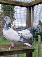 Boedapest hoogvliegende duiven — €30 per koppel, Dieren en Toebehoren, Vogels | Duiven
