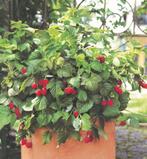 frambozen plant in pot, Ophalen