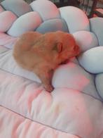 mooie pomeriaantjes, Dieren en Toebehoren, Honden | Chihuahua's en Gezelschapshonden, België, Fokker | Hobbymatig, Overige rassen