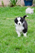 Australische herder pups geboren op boerderij, België, Particulier, CDV (hondenziekte), 8 tot 15 weken