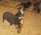 Duitse herder pups, Dieren en Toebehoren, Honden | Herdershonden en Veedrijvers, CDV (hondenziekte), Meerdere, 8 tot 15 weken