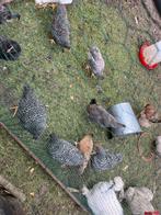 Jongen amrock, Dieren en Toebehoren, Pluimvee, Meerdere dieren, Kip