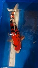 Ginrin sanke japanse koi, Dieren en Toebehoren, Vissen | Vijvervissen