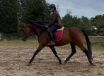 4 jarige Bwp merrie, Dieren en Toebehoren, Merrie, L