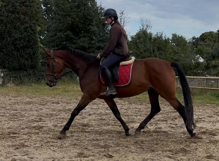 4 jarige Bwp merrie, Dieren en Toebehoren, Pony's, Merrie, L