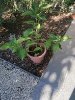 Hortesia, Ophalen