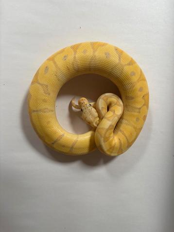 0.1 pastel banana clown  beschikbaar voor biedingen