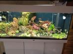 Aquarium JUWEL Rio 180, Enlèvement, Utilisé, Aquarium vide