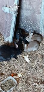 Konijnen te koop, Dieren en Toebehoren, Knaagdieren, Januari