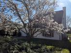 Opruim van omgevallen bomen., Tuin en Terras, Planten | Bomen, Ophalen of Verzenden