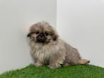 Pekingees Pups, Dieren en Toebehoren, Honden | Chihuahua's en Gezelschapshonden, België, 8 tot 15 weken, CDV (hondenziekte), Meerdere