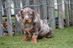 Prachtige kortharige dwergteckel pups (geteste ouders), Dieren en Toebehoren, Honden | Teckels en Dashonden, België, CDV (hondenziekte)