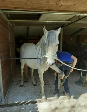 Prachtige crusado Andalusier beschikbaar voor biedingen