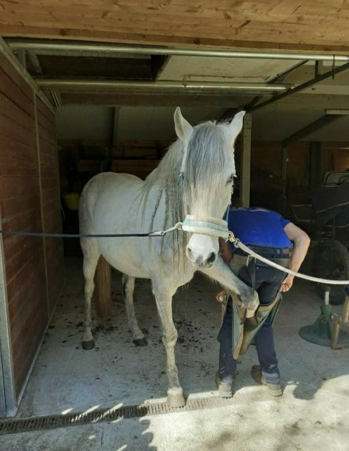 Prachtige crusado Andalusier, Dieren en Toebehoren, Pony's, Ruin