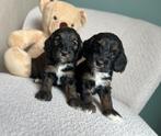 Knappe cockapoo pups (Engelse cocker x dwergpoedel), Dieren en Toebehoren, Honden | Chihuahua's en Gezelschapshonden, Poedel, België