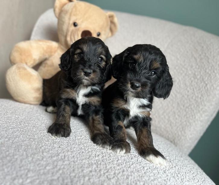 Knappe cockapoo pups (Engelse cocker x dwergpoedel), Dieren en Toebehoren, Honden | Chihuahua's en Gezelschapshonden, Meerdere dieren