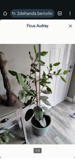 Fiscus audrey, Huis en Inrichting, Kamerplanten, Ophalen, Ficus, Halfschaduw, 150 tot 200 cm