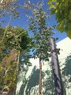 Tilia cordata green spire, Tuin en Terras, In pot, Ophalen