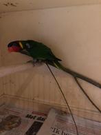 Ornaatlori 1-0 Trichoglossus ornatus 2019, Dieren en Toebehoren