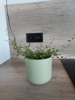 Plant + buitenpot, Ophalen, Zo goed als nieuw