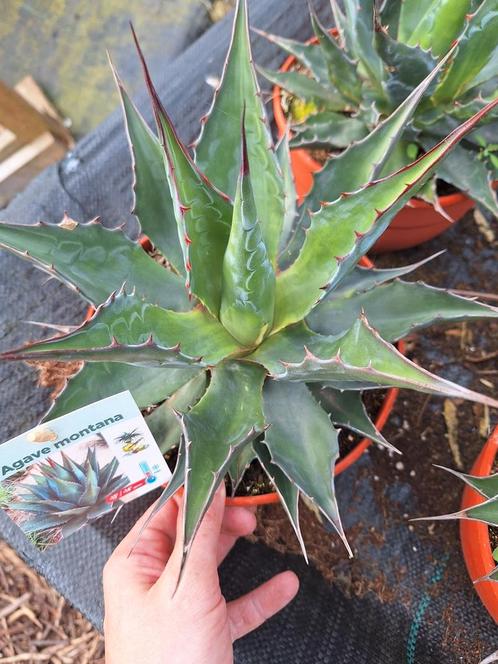 Agave montana, Tuin en Terras, Planten | Tuinplanten, Bloeit niet, Ophalen of Verzenden