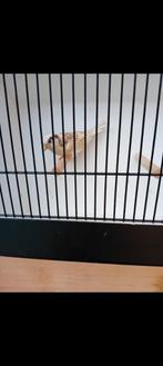 Huismussen, Dieren en Toebehoren, Vogels | Overige Vogels, Meerdere dieren, Wildzangvogel, Geringd