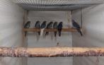 Kakariki blauw en grijs 24, Animaux & Accessoires, Oiseaux | Perruches & Perroquets, Perruche, Bagué