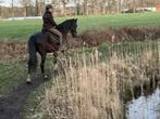 16 jarige KWPN ruin, Dieren en Toebehoren, Paarden, Z, Gechipt, Ruin, Dressuurpaard