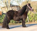 Te koop super knappe grote maat zwarte shetlander, Dieren en Toebehoren, Pony's, Gechipt
