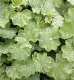 Bodembedders, Tuin en Terras, Ophalen, Bodembedekkers, Vaste plant, Halfschaduw