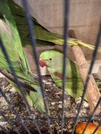 Alexanderparkieten 2025, Dieren en Toebehoren, Vogels | Parkieten en Papegaaien