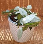 Hoya lacunosa silver, Enlèvement ou Envoi