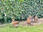 Brahma groothoender goudpatrijs, Dieren en Toebehoren, Pluimvee, Meerdere dieren, Kip