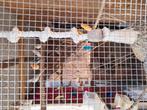 Kanaries, Dieren en Toebehoren, Vogels | Overige Vogels