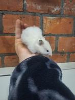 Nestje jonge goudhamsters, handtam, verschillende kleurtjes., Dieren en Toebehoren, Knaagdieren, Hamster, December, Meerdere dieren