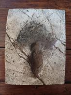 Replica voetafdruk dinosaurus in reliëf - 25€/stuk, Verzamelen, Mineralen en Fossielen, Ophalen of Verzenden, Fossiel