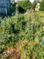 Buddjeja Davidi, Tuin en Terras, Planten | Bomen, Ophalen