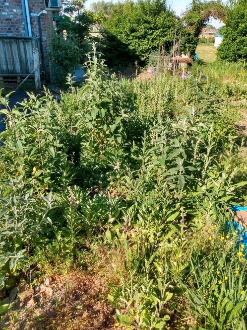 Buddjeja Davidi, Tuin en Terras, Planten | Bomen, Ophalen