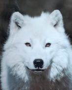 zeer mooie wolven foto 90 x 90 cm plexiglas, Ophalen