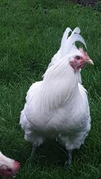 Poule de bresse gauloise blanche, Dieren en Toebehoren