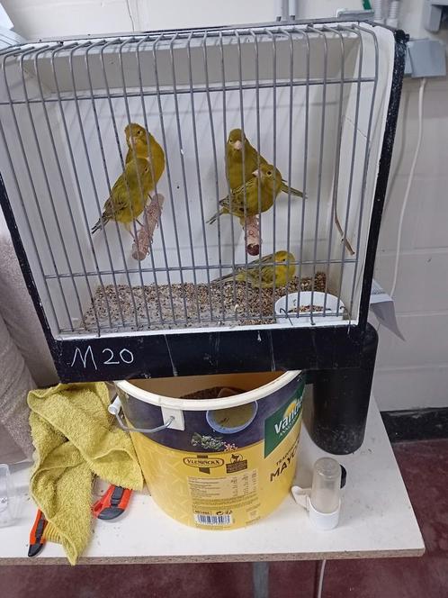 Het zijn jongen mannen kanaries, Dieren en Toebehoren, Vogels | Overige Vogels