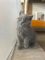 britse korthaar kitten, Dieren en Toebehoren, Katten en Kittens | Raskatten | Korthaar, Poes, Gechipt, 0 tot 2 jaar