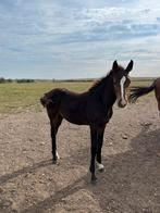 Veulen te koop, Dieren en Toebehoren, Paarden, Hengst, Springpaard, Ontwormd, 0 tot 2 jaar