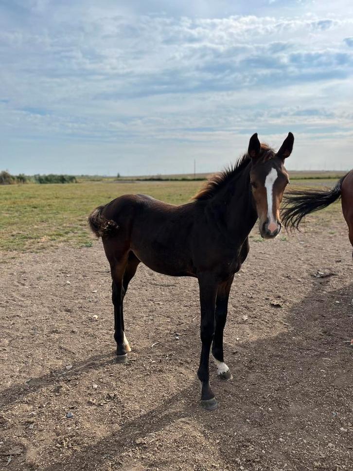 Veulen te koop, Dieren en Toebehoren, Paarden, Hengst, 0 tot 2 jaar, Springpaard, Met stamboom, Ontwormd, Ingeënt