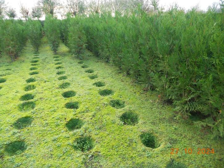 haagplanten, Tuin en Terras, Planten | Struiken en Hagen, Haag, Ophalen of Verzenden