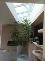Yucca, 3m hoog, pot inclusief, Ophalen, 200 cm of meer, In pot, Yucca