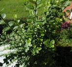 Euonymus, Tuin en Terras, Planten | Tuinplanten, Ophalen
