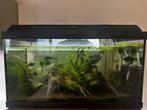 Compleet aquarium 60L, Animaux & Accessoires, Poissons | Aquariums & Accessoires, Enlèvement, Utilisé, Aquarium d'eau douce rempli
